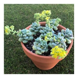 Sedum Treleasei