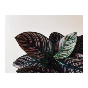 Calathea Ornata Sanderiana