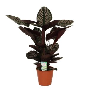 Calathea Ornata Sanderiana Prayer Plants (1)