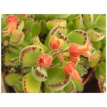 Cotyledon Ladismithiensis