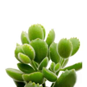 Cotyledon Tomentosa Subs Lady Smithiensis Mini