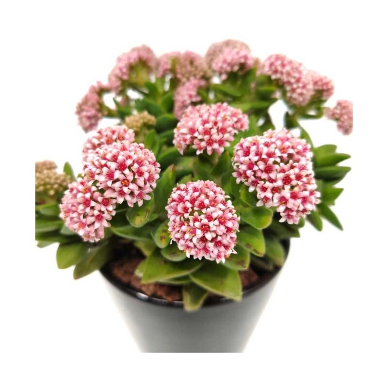 Crassula Springtime