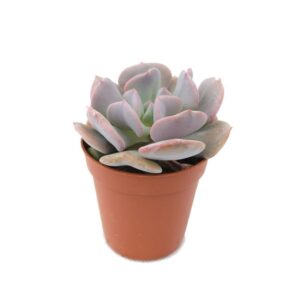 Echeveria Cubic Frost Mini (1)