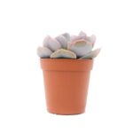 Echeveria Cubic Frost Mini