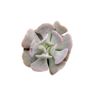 Echeveria Cubic Frost Mini (2)