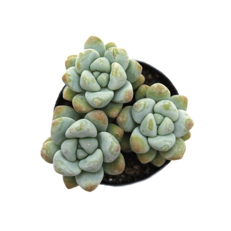 Sedum Treleasi