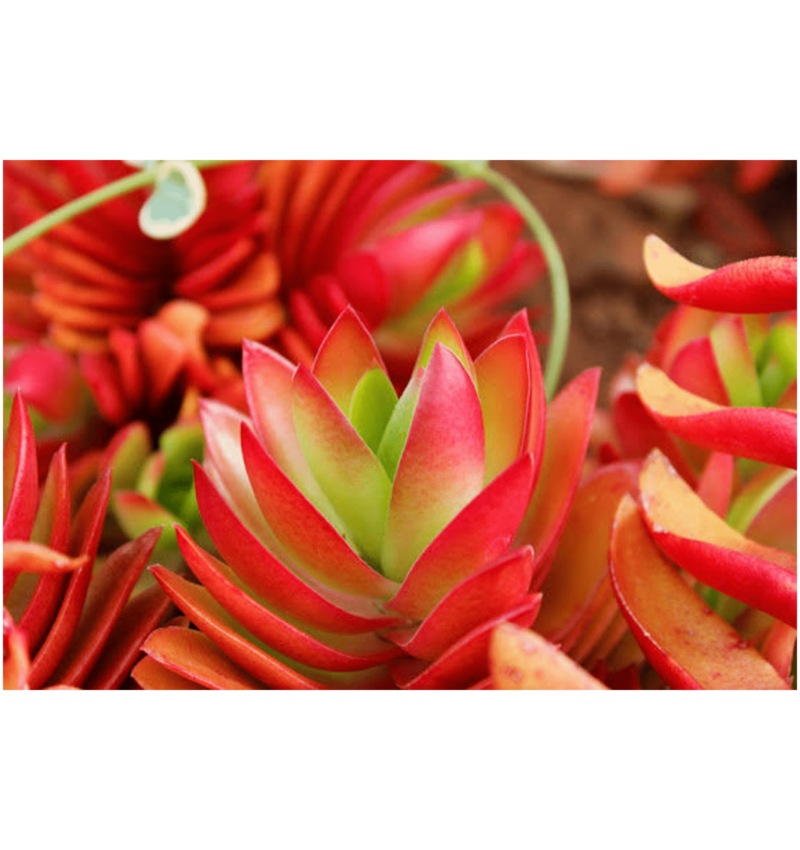 Crassula Capitella Campfire