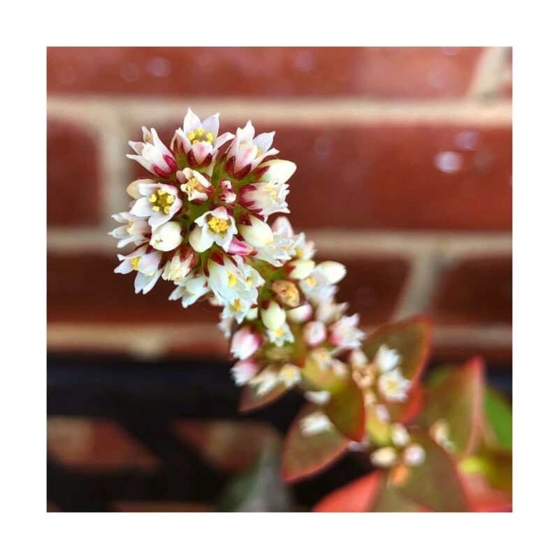 Crassula Capitella Campfire3