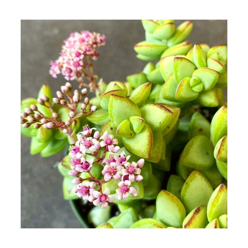 Crassula.brevifolia(1)