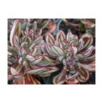 Echeveria Nodulosa Painted Echeveria2