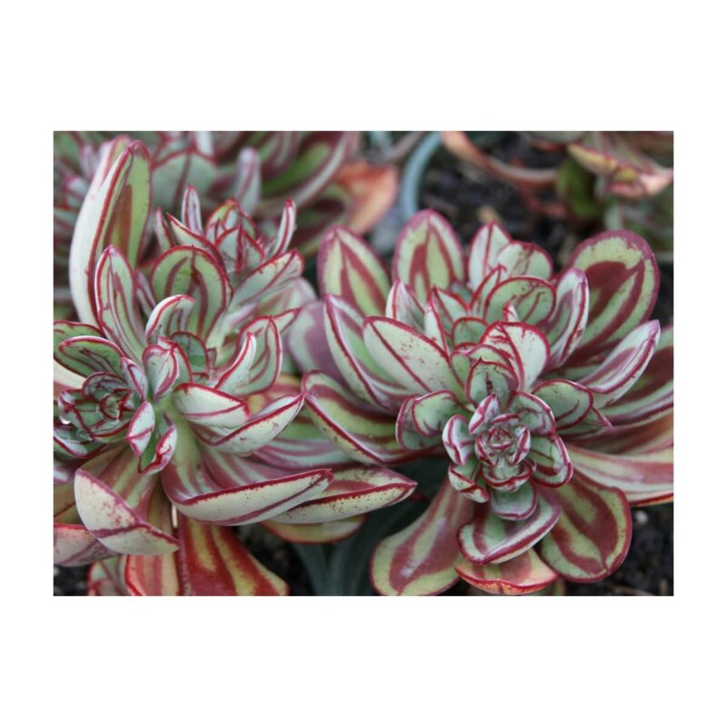Echeveria Nodulosa Painted Echeveria2