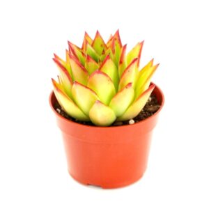 Echeveria Agavoides Lipstick