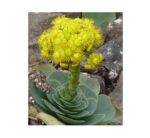 Greenovia Aurea 876x1024