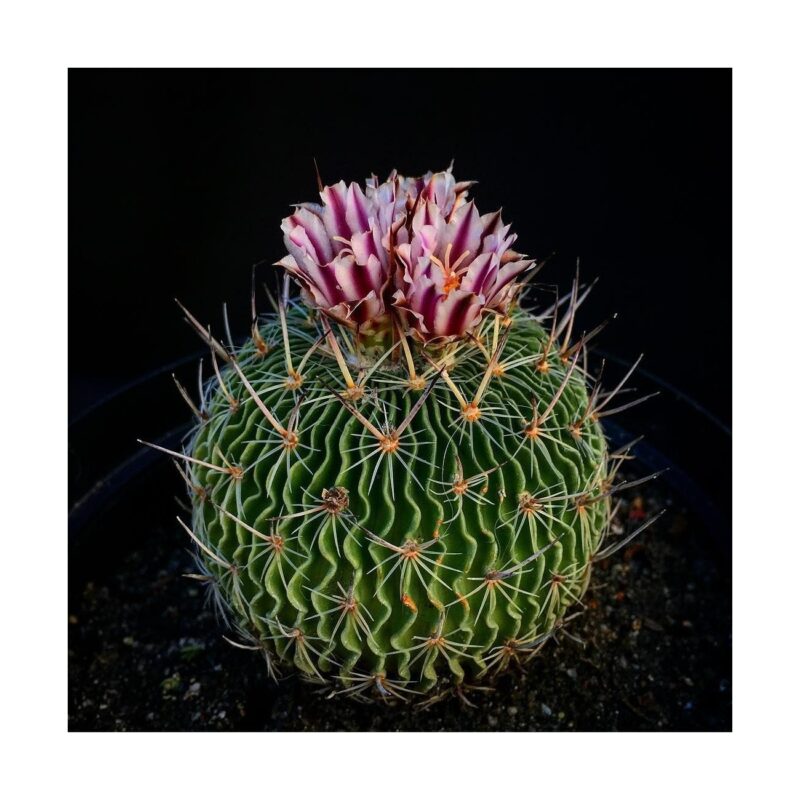 Stenocactus Multicostatus