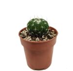 Stenocactus Multicostatus2