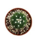 Stenocactus Multicostatus3