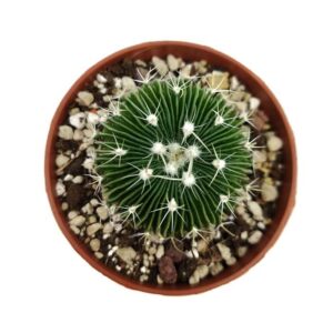 Stenocactus Multicostatus3