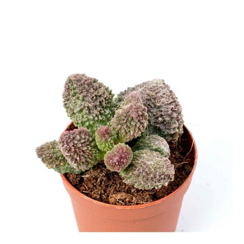 Adromischus Red Coral2