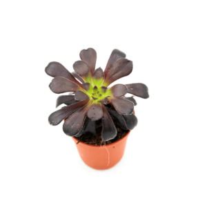 Aeonium