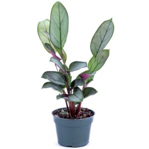 Calathea Grey Star2