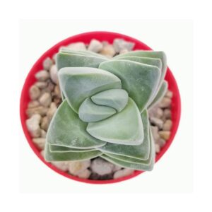 Crassula Moonglow