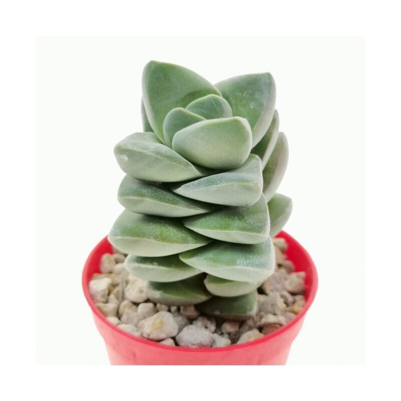 Crassula Moonglow2