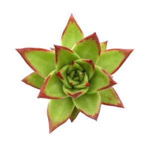 Echeveria Agavoides Lipstick(1)