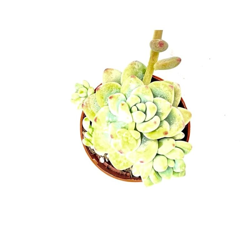 Echeveria Amoena1