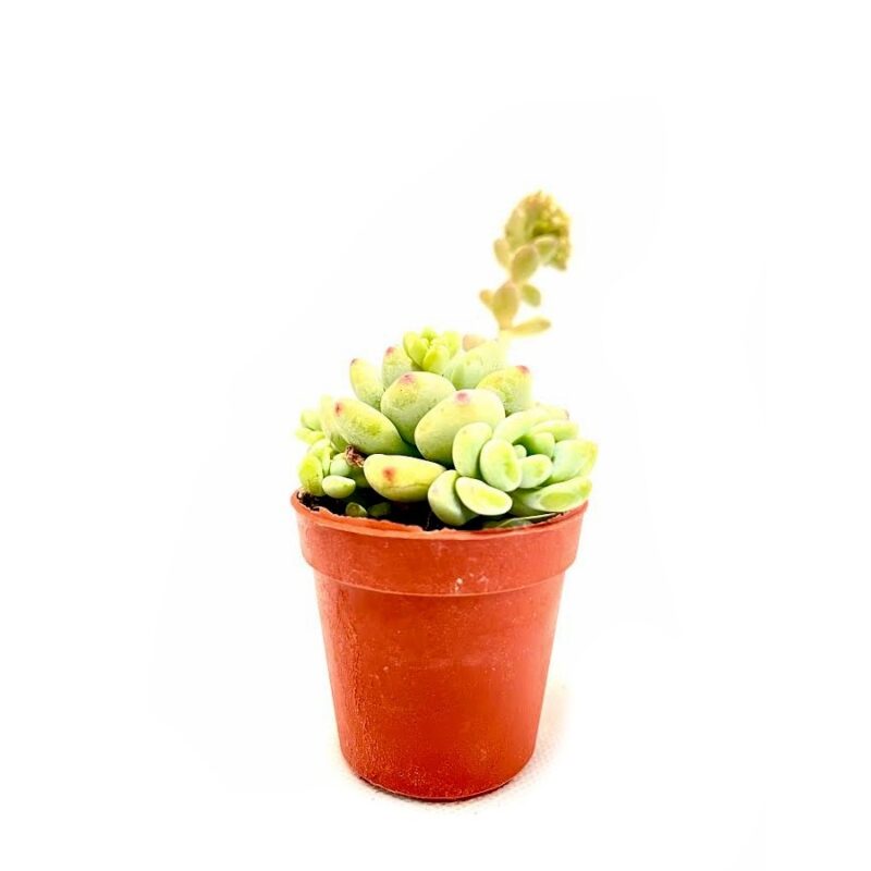 Echeveria Amoena3