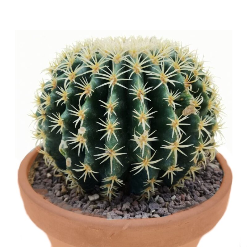 Echinocactus Grusonii Brevispinus