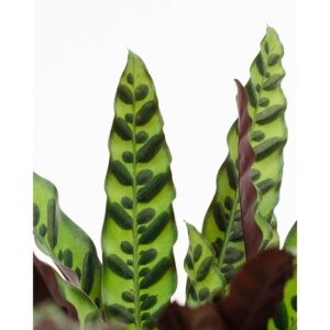 Lancifolia2