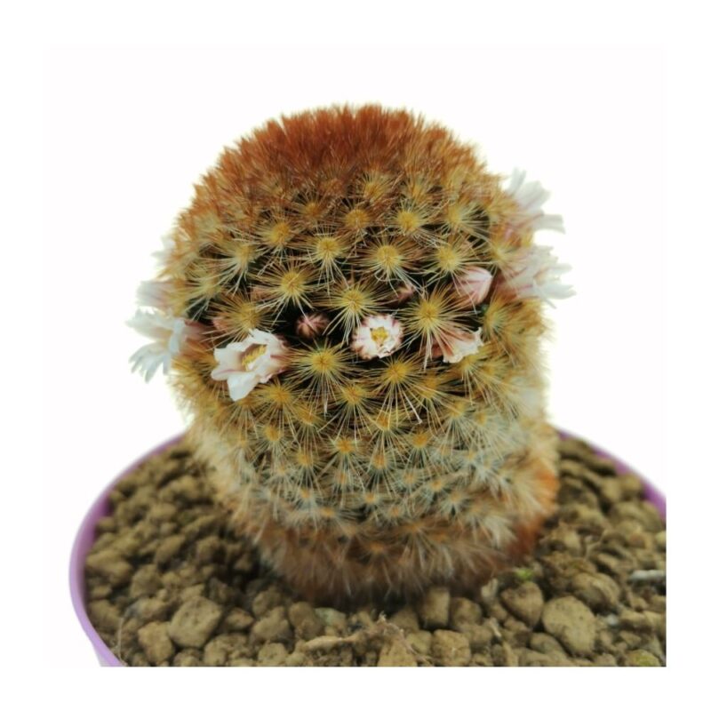 Mammillaria Carnenae