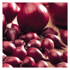 Red Overwintering Onion Electric(1) (1)