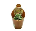 Crassula Coralita Pot O 6 5 760x
