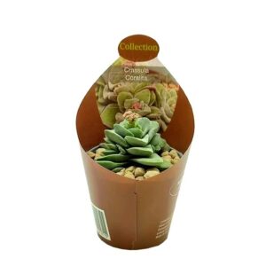 Crassula Coralita Pot O 6 5 760x