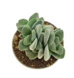 Crassula Coralita 1 760x