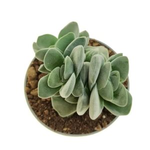 Crassula Coralita 1 760x