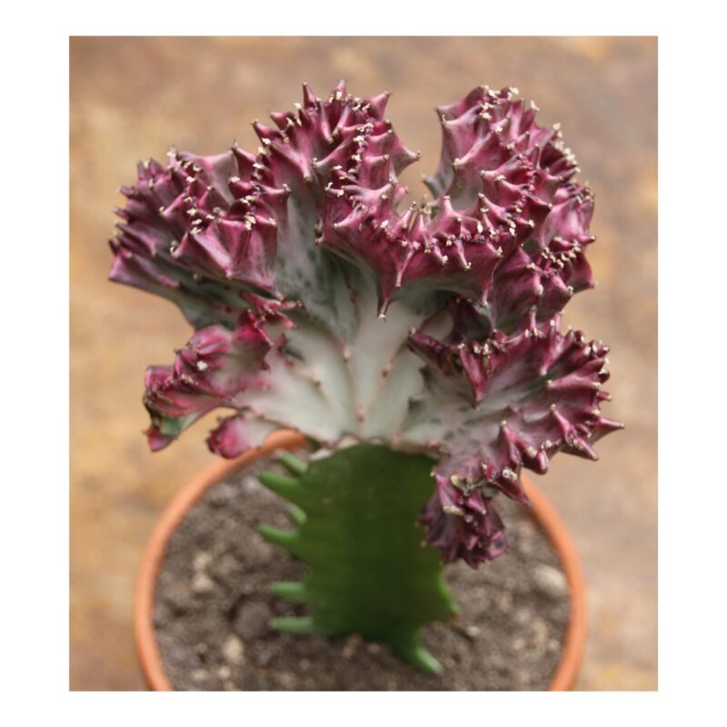 Euphorbia Lactea Variegata Cristata 1
