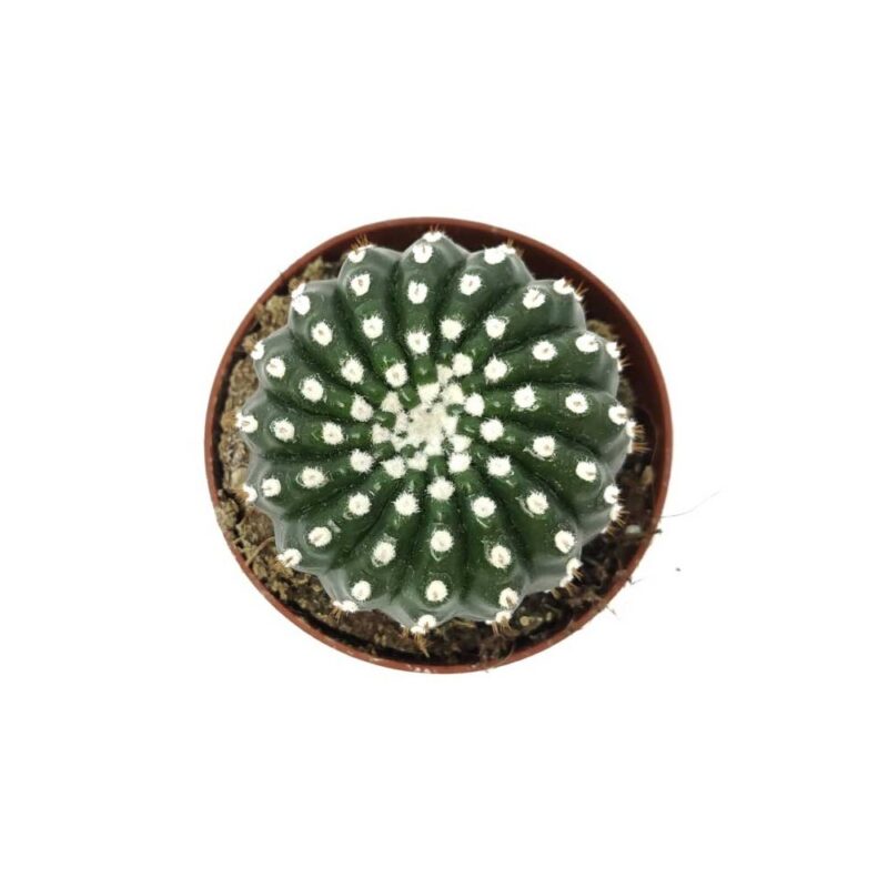 Notocactus Uebelmannianus Inermis Mado2 Entrecactus