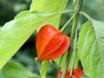 Physalis Alkekengi Franchetii1shsu