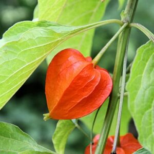 Physalis Alkekengi Franchetii1shsu