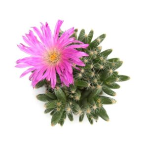 Trichodiadema Densum