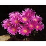 Trichodiadema Densum1
