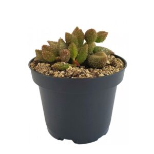 Adromischus Marianiae Coffee Bean 2 600x600