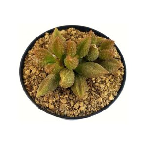 Adromischus Marianiae Coffee Bean