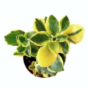 Crassula Sarmentosa 'lemon Lime Jade 800x800