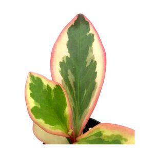 Peperomia Clusiifolia
