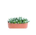 Trichodiadema Densum3