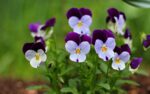 Viola Ng2