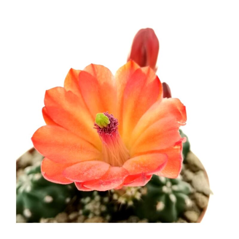 Echinocereus Triglochidiatus3